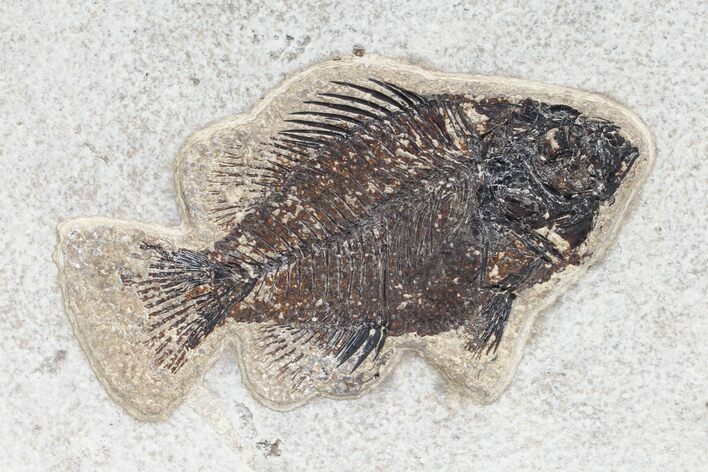 Fossil Fish (Cockerellites) - Green River Formation #96932
